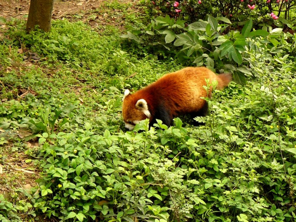 214 Chengdu rode pandabeer | Ons Bakbeest